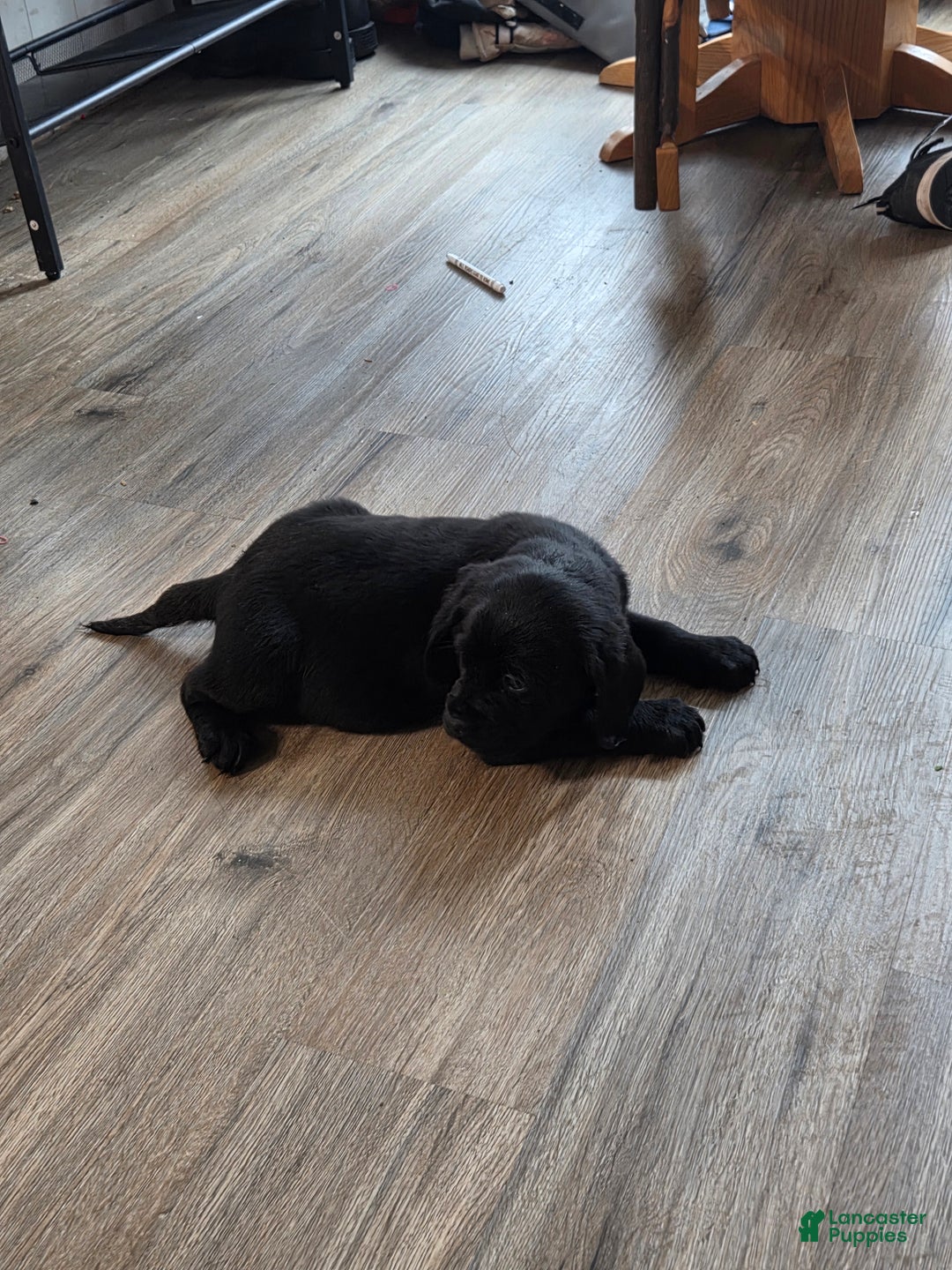 Mixed Breed dogs for sale: Labrador/Cocker Spaniel  - Ad 2