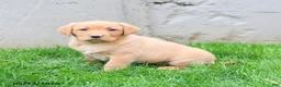 Labrador Retriever dogs for sale: Elodie - Ad 3