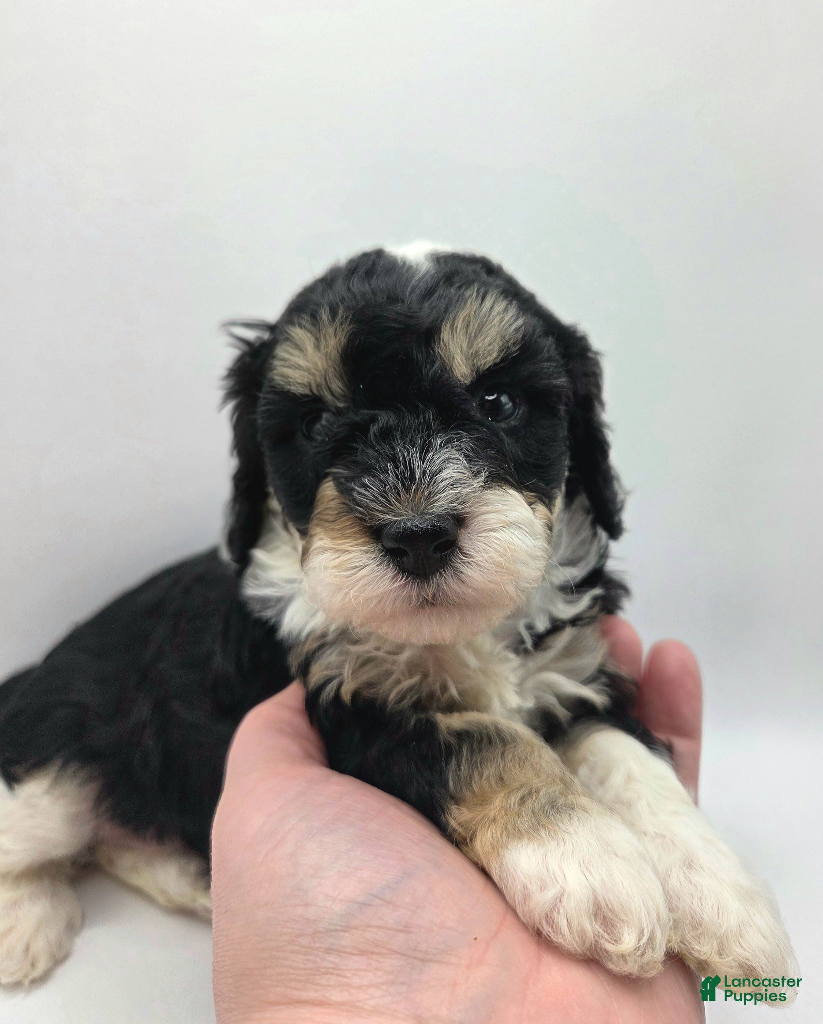 Miniature Poodle dogs Ariel - AKC Mini Poodle - Ad 8