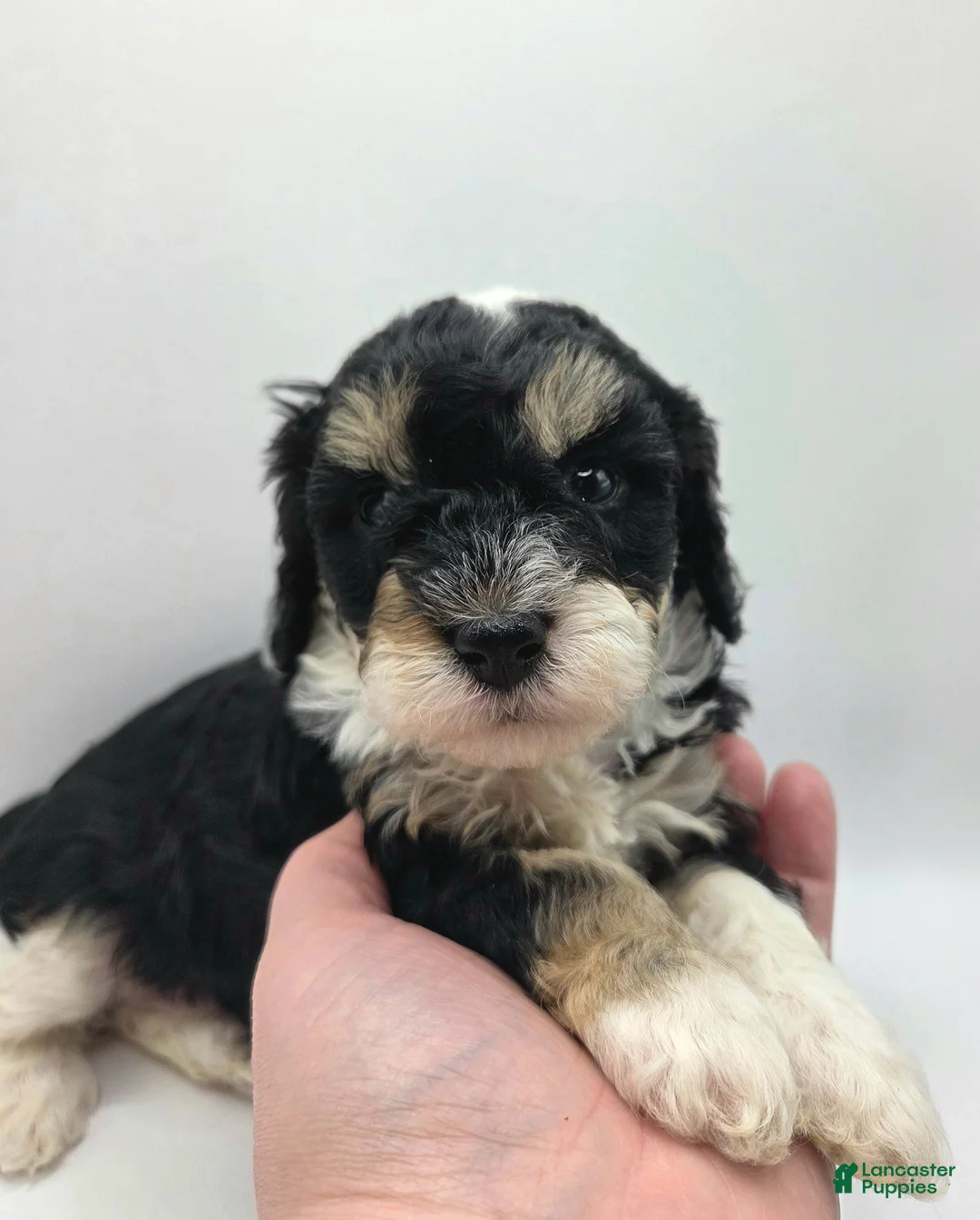 Miniature Poodle dogs for sale: Ariel - AKC Mini Poodle - Ad 1