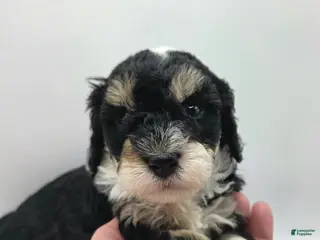 Miniature Poodle dogs Ariel - AKC Mini Poodle - Ad 7