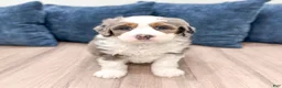 Mini Bernedoodle dogs for sale: Wally - Ad 4