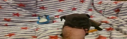 Mixed Breed dogs for sale: Mixed Breed 5 - Ad 3