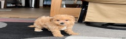 Maltipoo dogs for sale: Maltipoo female 1 - Ad 7