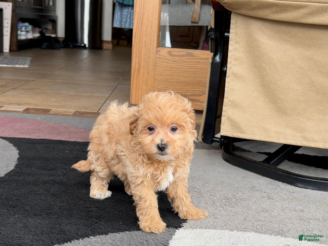 Maltipoo dogs for sale: Maltipoo female 1 - Ad 7