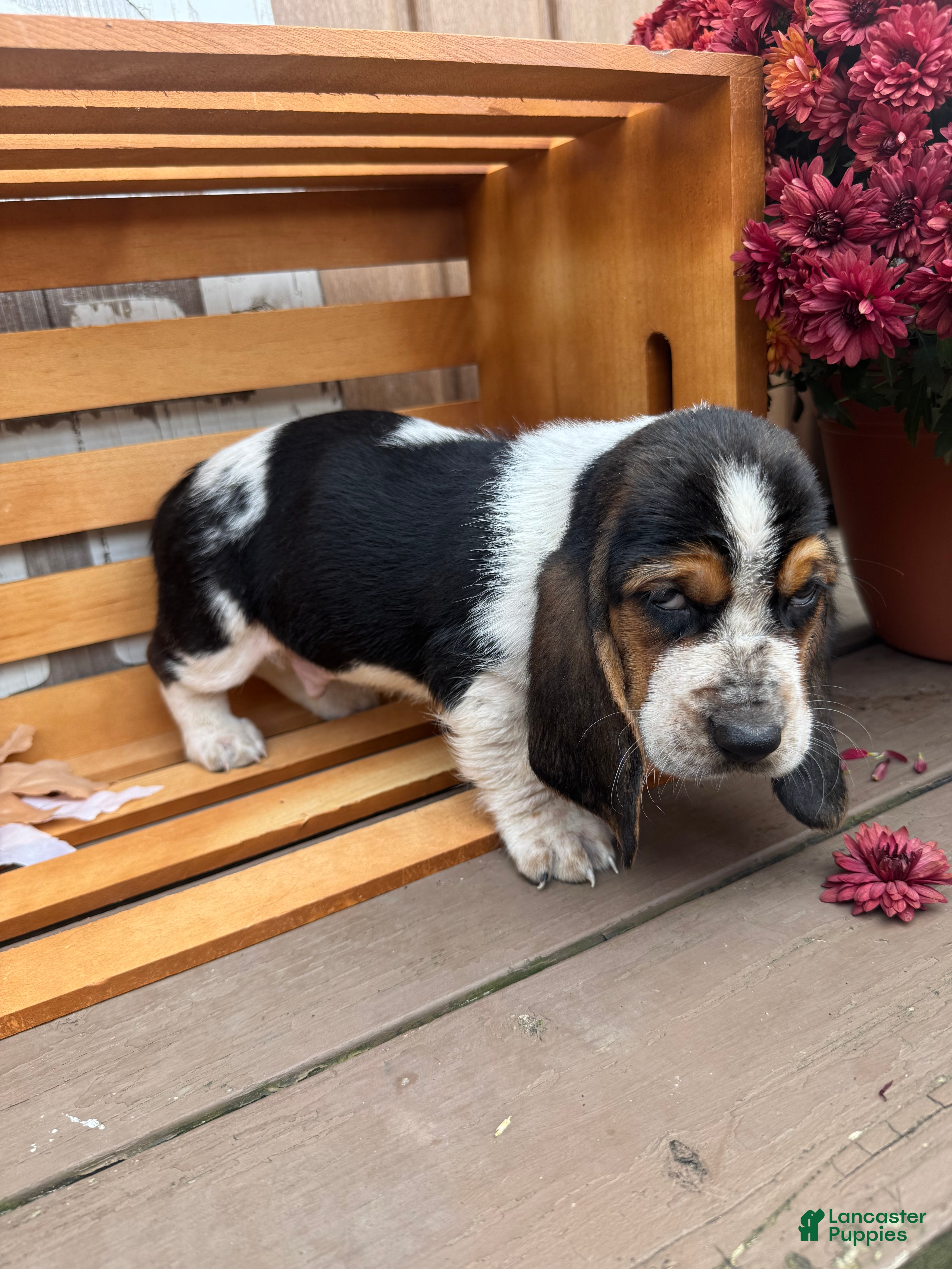 Basset Hound dogs for sale: Zues - Ad 21