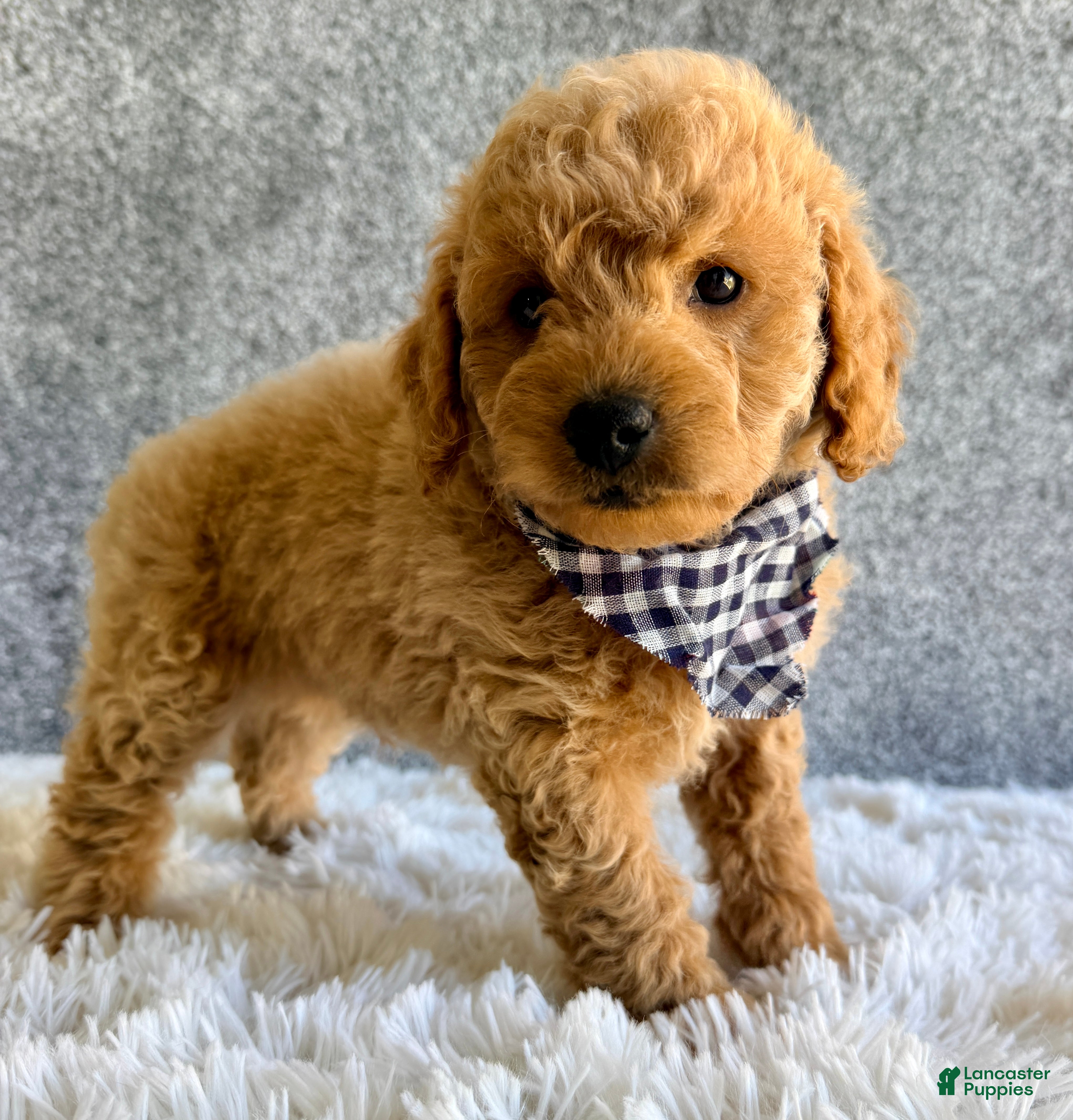 Mini Goldendoodle dogs for sale: Scout  - Ad 2