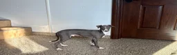 Italian Greyhound dogs for sale: Norm - Ad 6