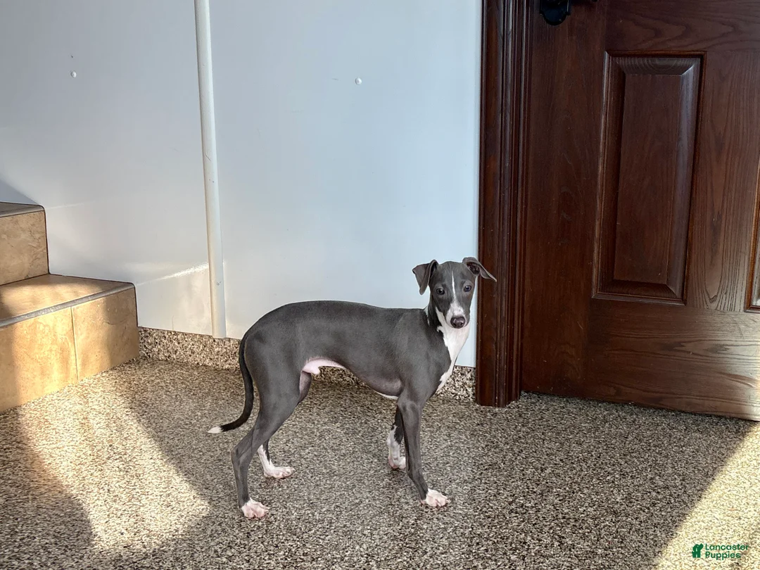 Italian Greyhound dogs for sale: Norm - Ad 6