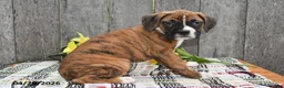 Boxer dogs for sale: Bucky - Ad 3