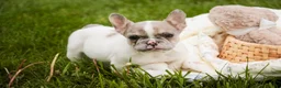 French Bulldog dogs for sale: Juliet - Ad 4