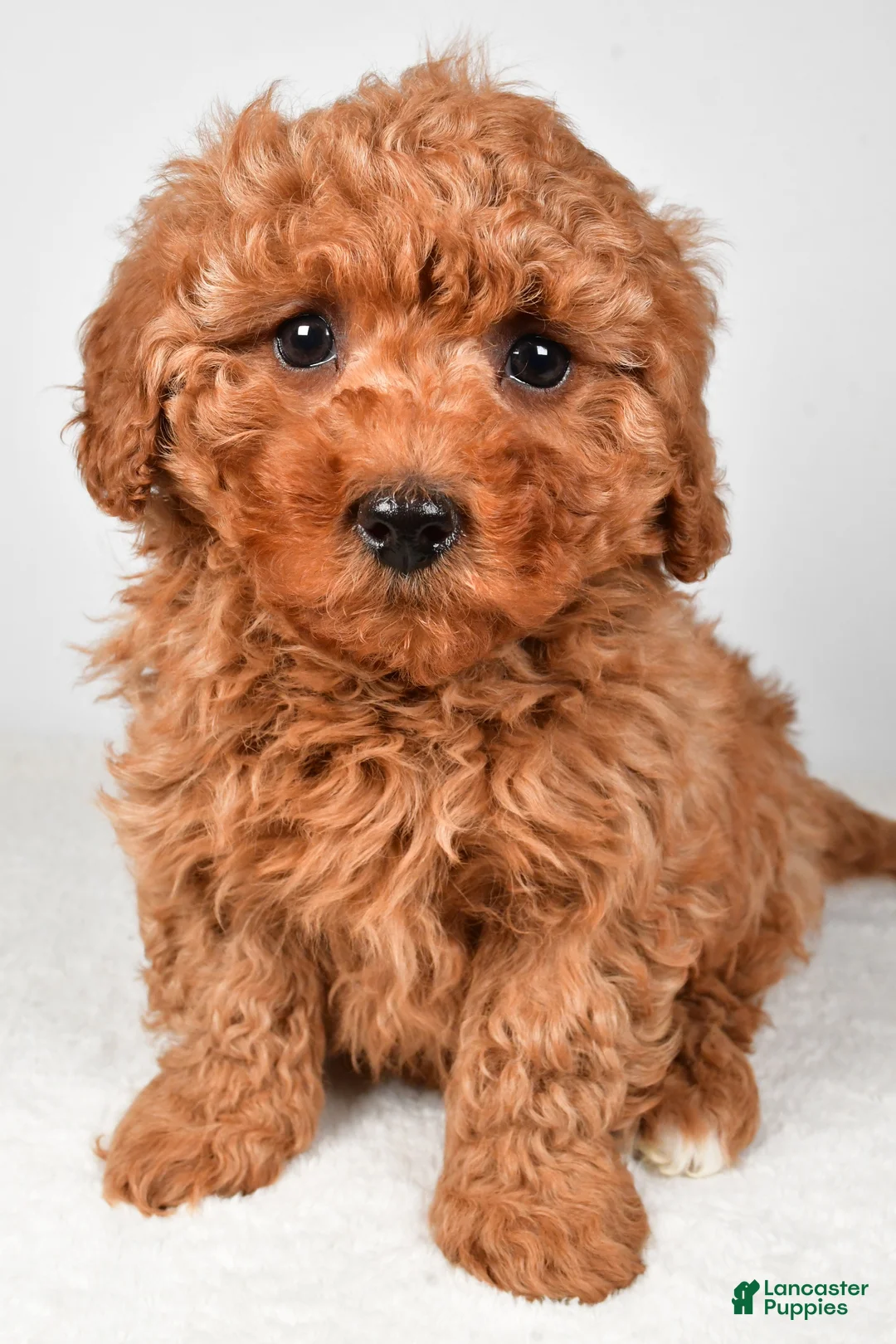 Cavapoo dogs for sale: Harper - Ad 2