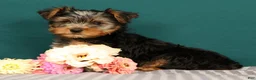 Yorkshire Terrier dogs for sale: Remmy - Ad 4