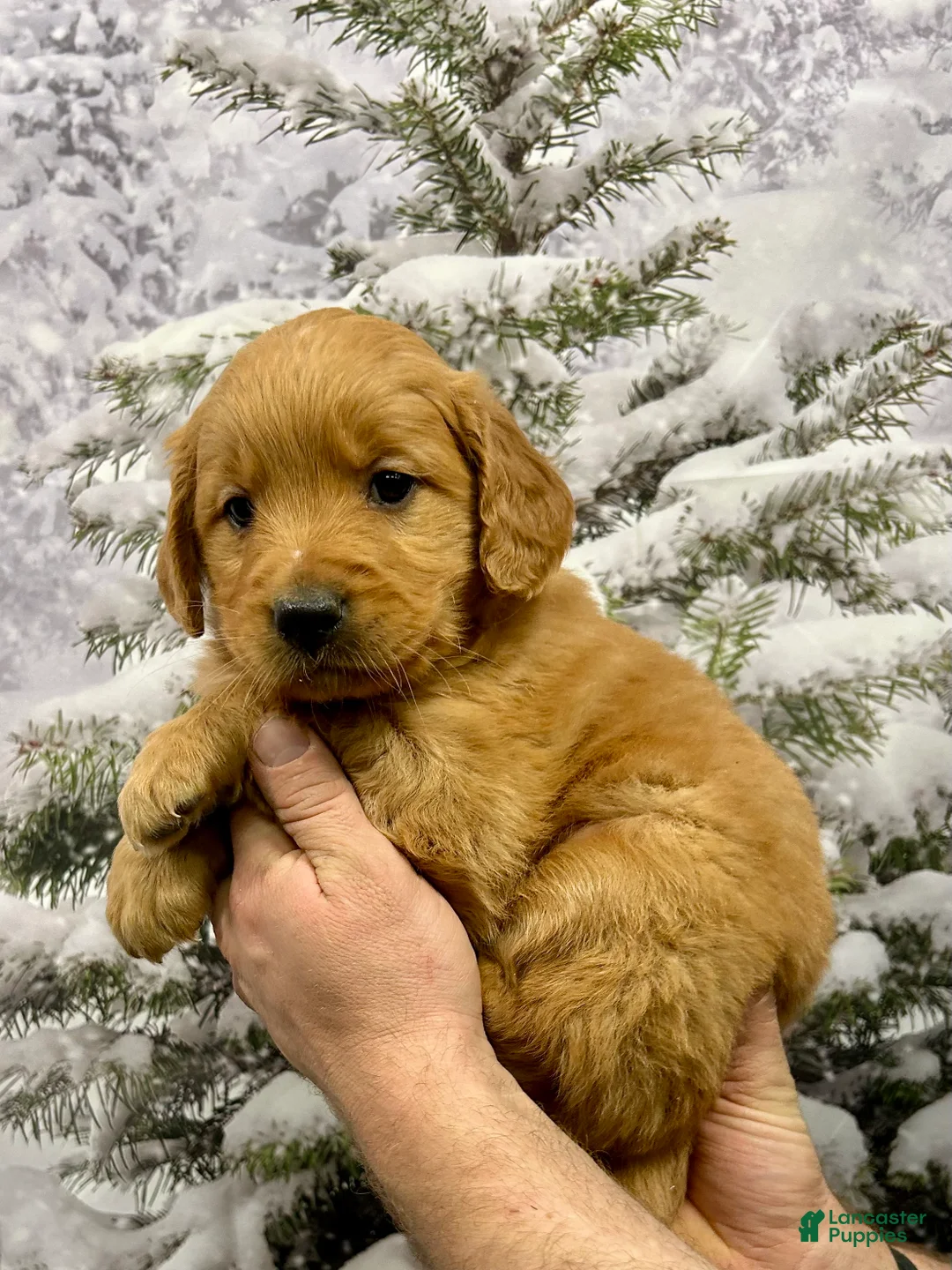 Golden Retriever dogs for sale: Oakley  - Ad 4