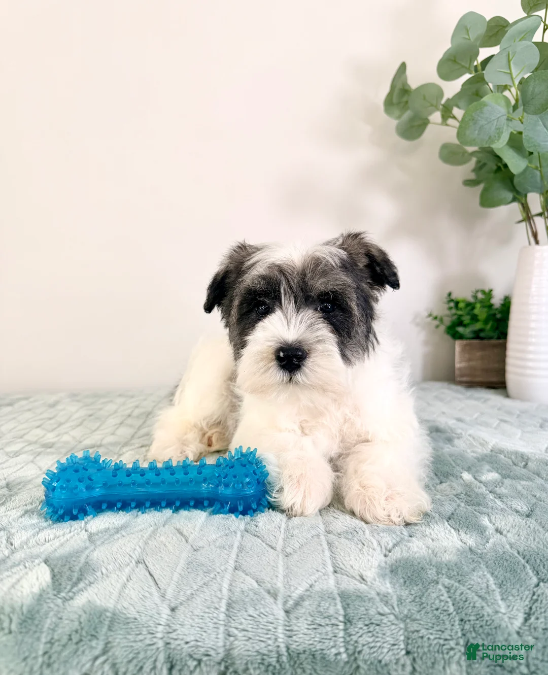 Miniature Schnauzer dogs for sale: AKC Sammy - Ad 3