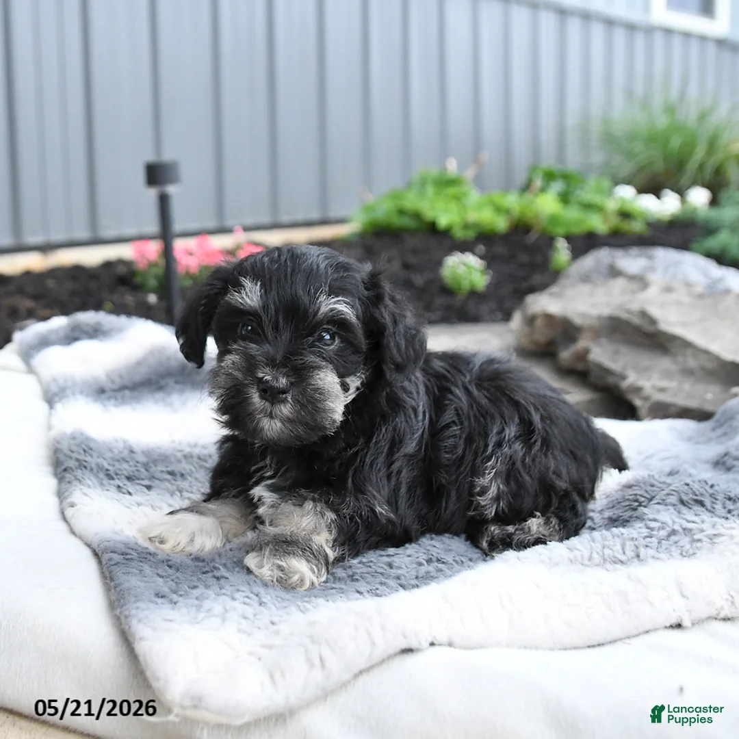 Miniature Schnauzer dogs for sale: Ivy - Ad 1