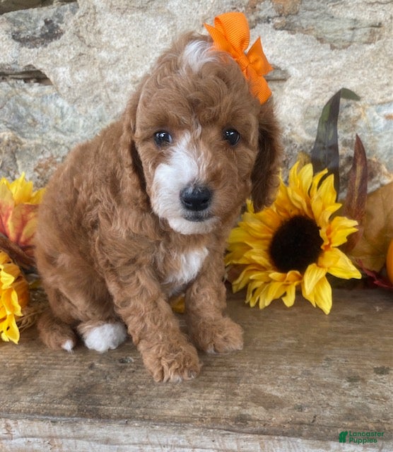 Mini Goldendoodle dogs Nora - Ad 2