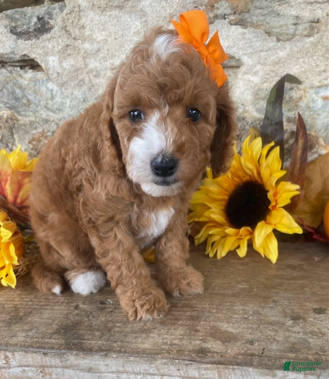Mini Goldendoodle dogs for sale: Nora - Ad 2