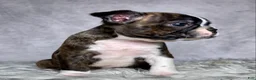 Boston Terrier dogs for sale: Mr. Max - Ad 13