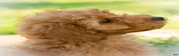 Goldendoodle dogs for sale: Muffin - Ad 5