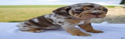 Beabull dogs for sale: Molly - Ad 5