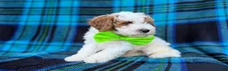 Cavapoo dogs for sale: Dexter  - Ad 7