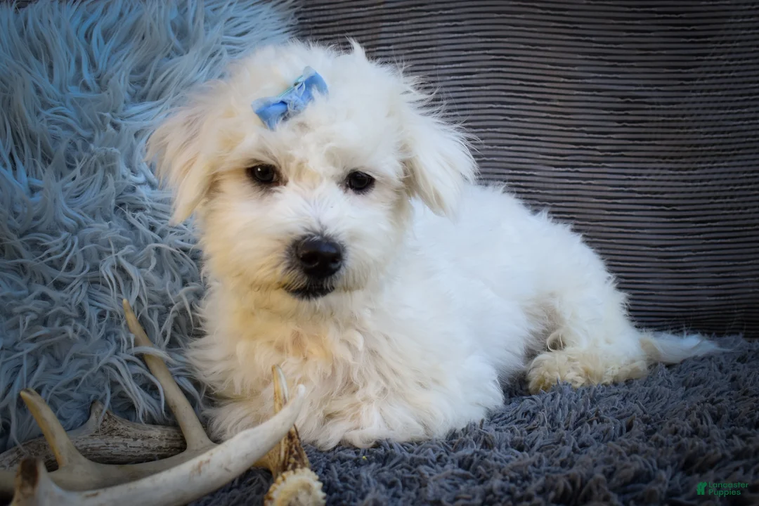 Maltese dogs for sale: Bryson 🐾 - Ad 1