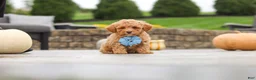 Cavapoo dogs for sale: Cosby - Ad 10