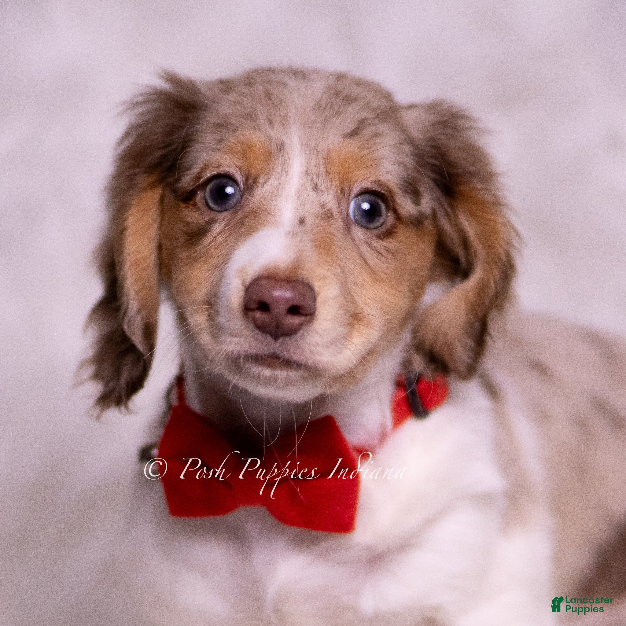 Miniature Dachshund dogs Alfie - Ad 20