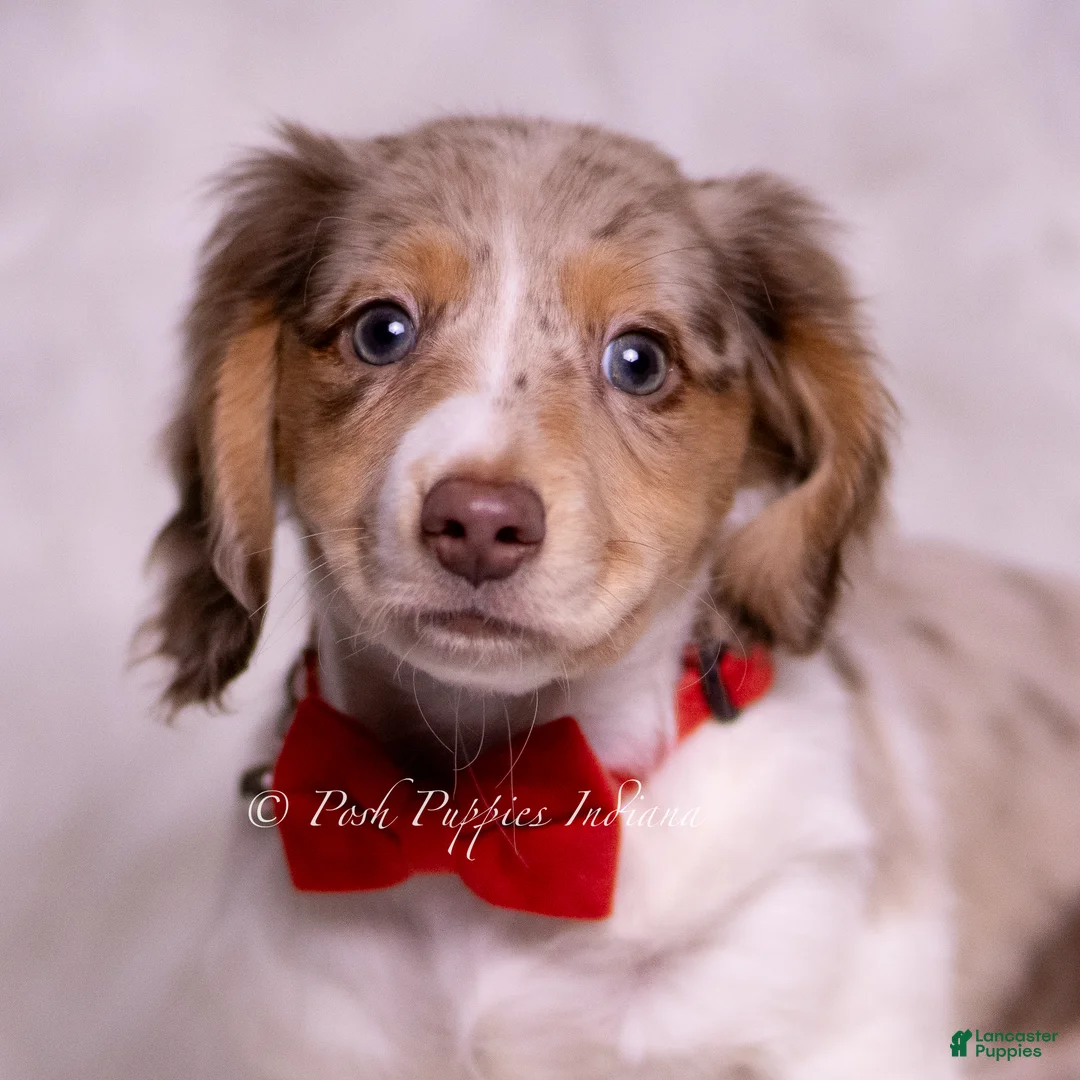 Miniature Dachshund dogs for sale: Alfie - Ad 1