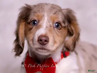 Miniature Dachshund dogs Alfie - Ad 20