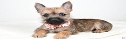 Cairn Terrier dogs for sale: Trisa - Ad 1