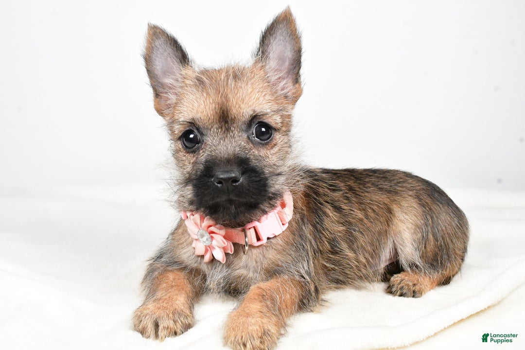 Cairn Terrier dogs for sale: Trisa - Ad 1
