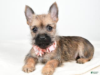 Cairn Terrier dogs Trisa - Ad 4