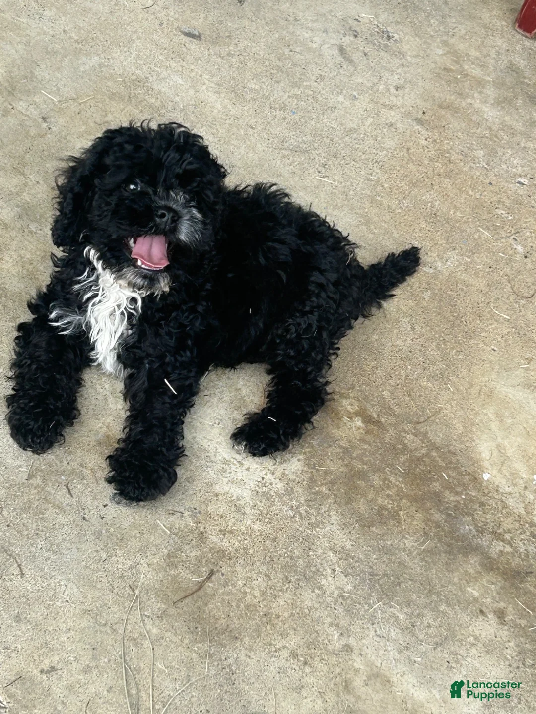 Cavapoo dogs for sale: Cavapoo 1 - Ad 3