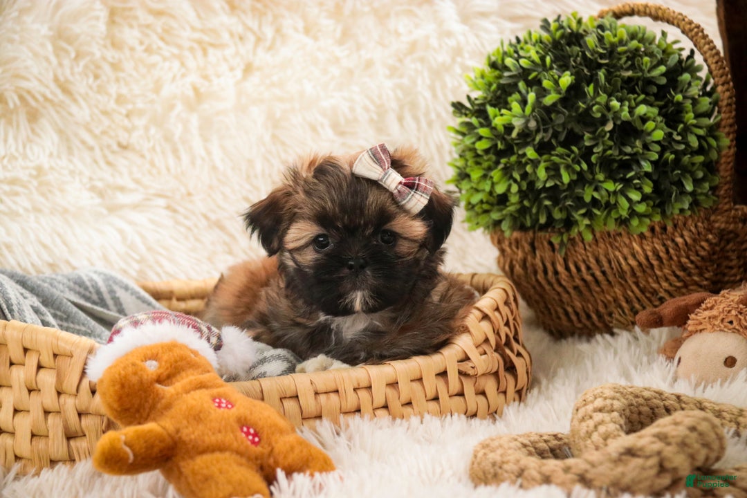 Shih Tzu dogs for sale: Shaina - Ad 2