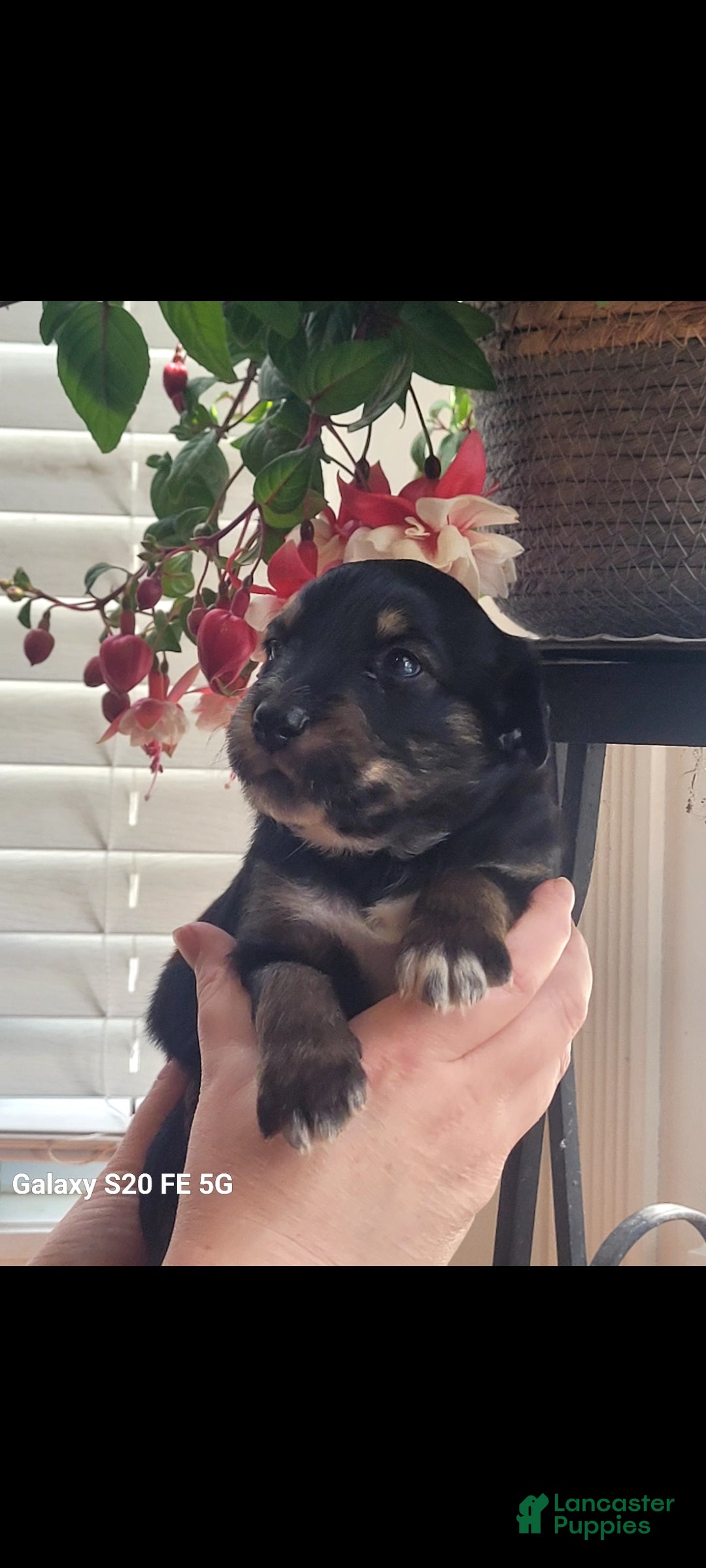 Australian Shepherd dogs Australian Shepherd Puppy 2 - Ad 42