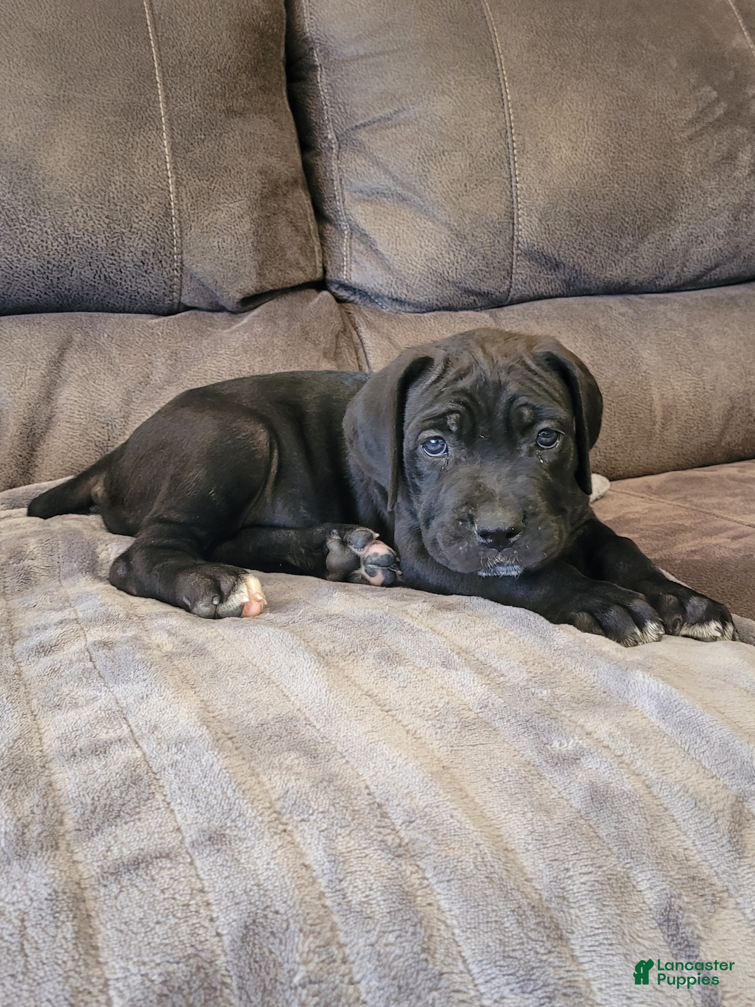 Cane Corso dogs Star - Ad 1