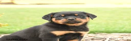 Rottweiler dogs for sale: Russell - Ad 3