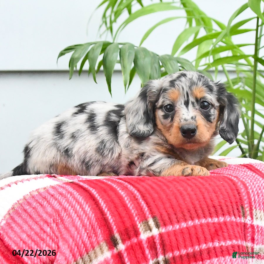 Dachshund dogs Tara - Ad 2