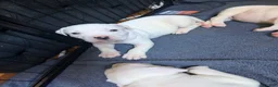Mixed Breed dogs for sale: HONEY - Ad 6