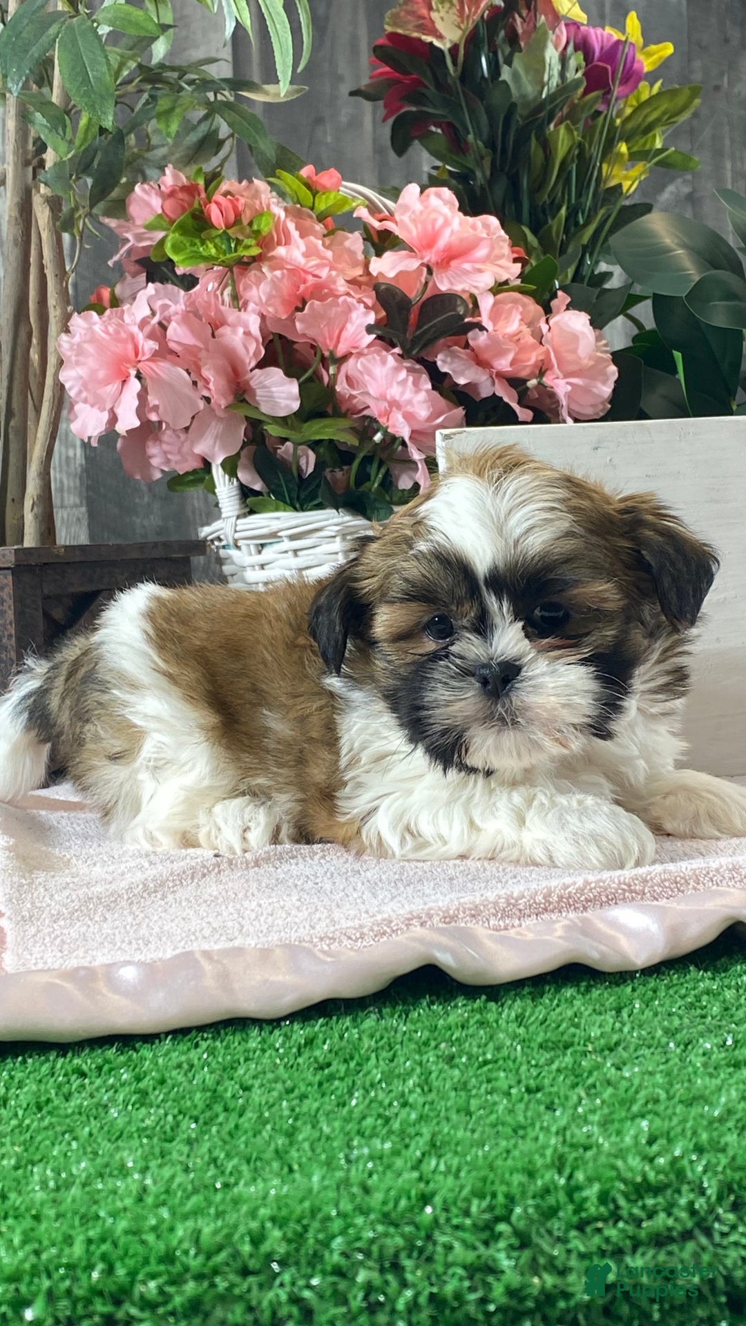 Mixed Breed dogs for sale: Oliver  - Ad 2