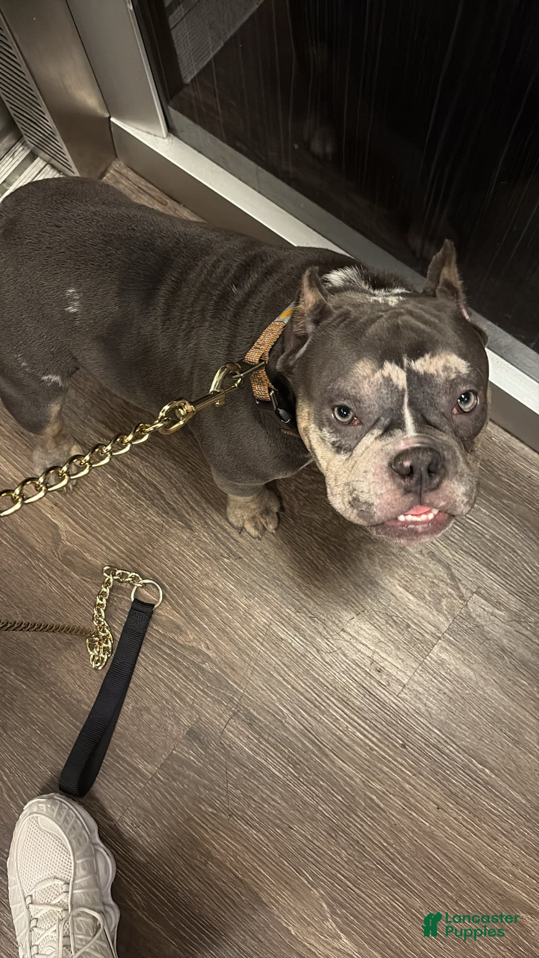 Gallery Image {{count}}