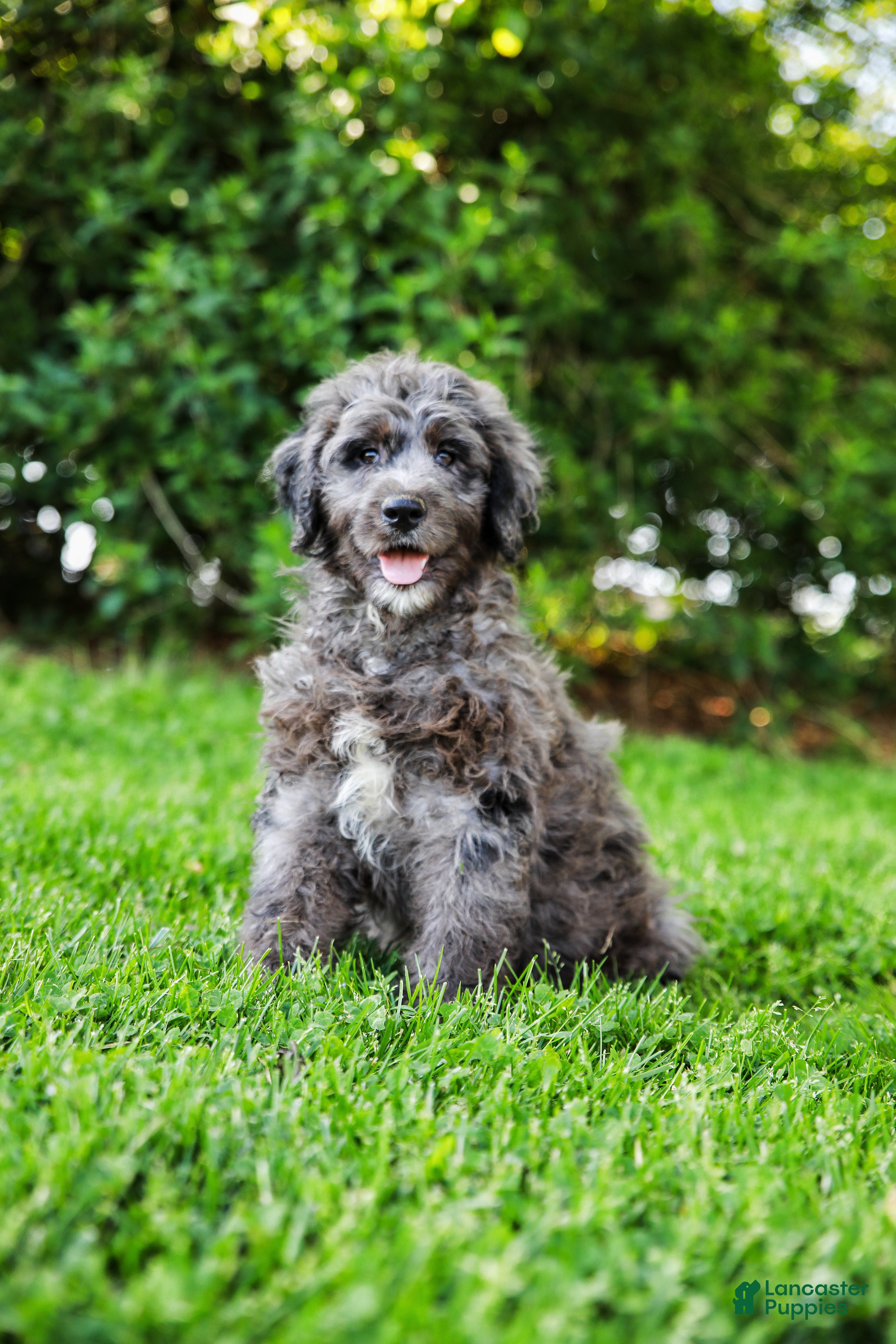 Aussiedoodle dogs Jax Standard - Ad 1