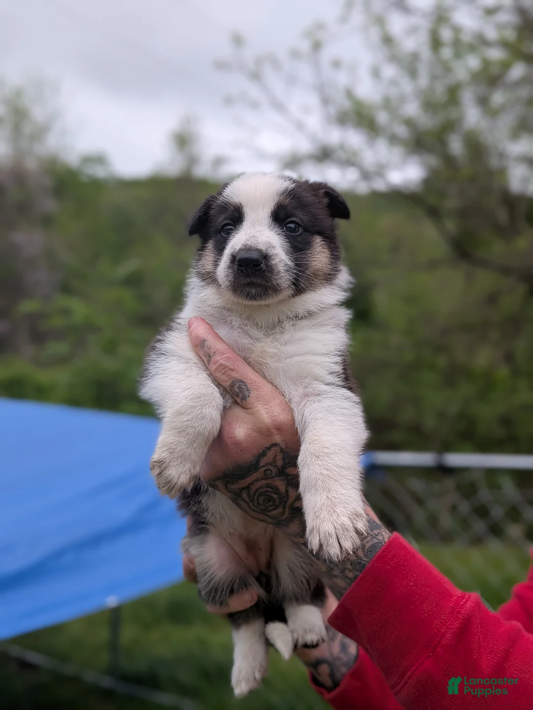 German Shepherd dogs for sale: German Shepherd Puppy 1 - Ad 1