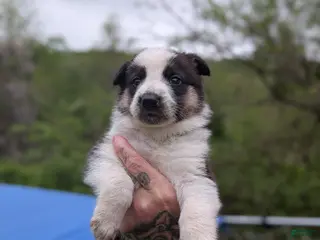 German Shepherd dogs German Shepherd Puppy 1 - Ad 37