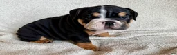 English Bulldog dogs for sale: Nala  - Ad 7