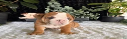 English Bulldog dogs for sale: Mack - Ad 3