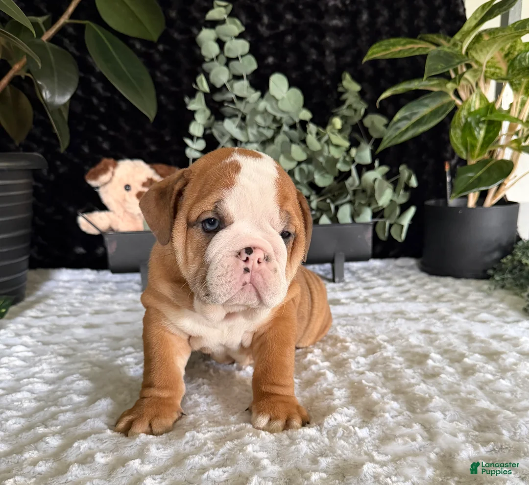 English Bulldog dogs for sale: Mack - Ad 3