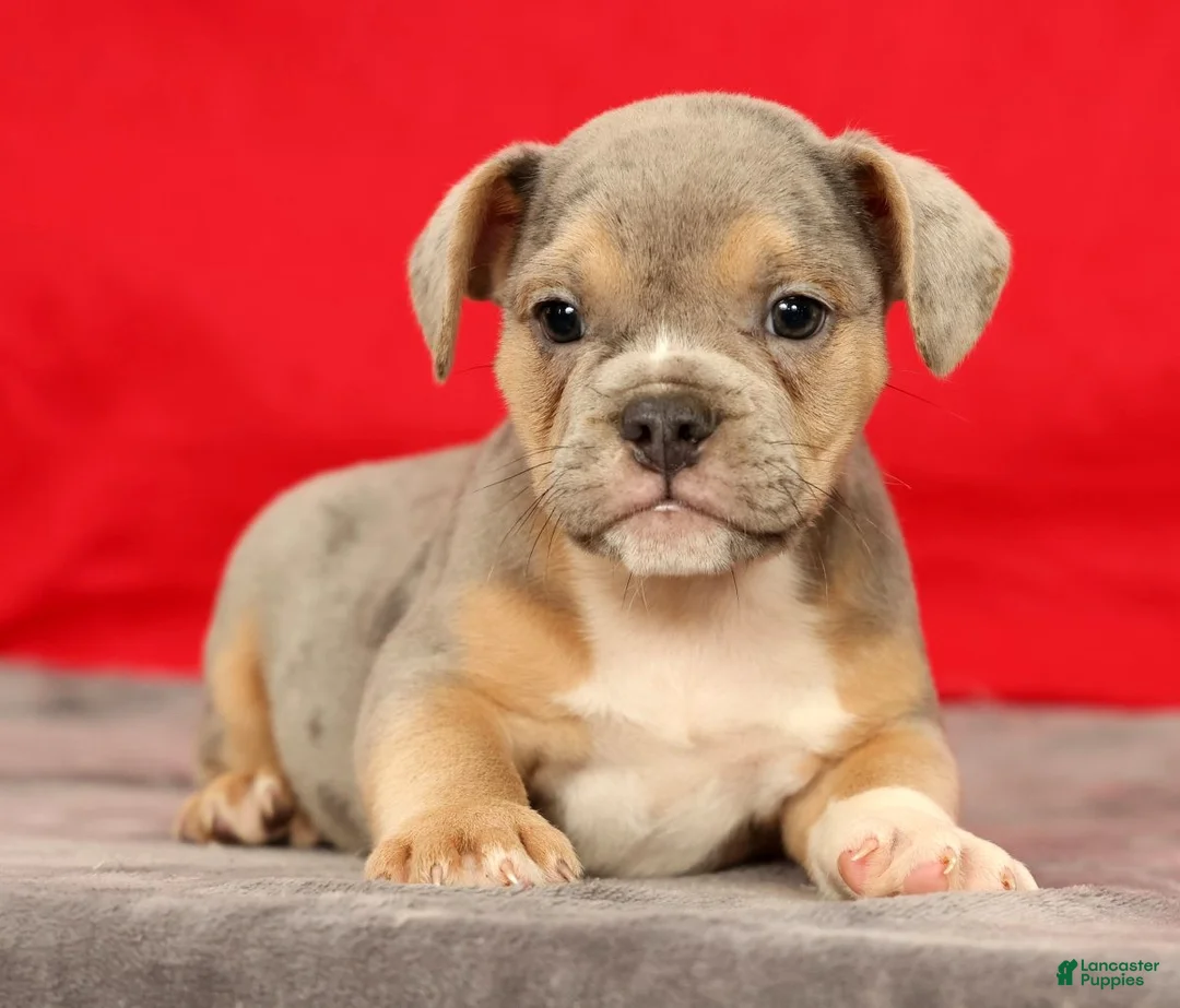 Beabull dogs for sale: Captain - Ad 1